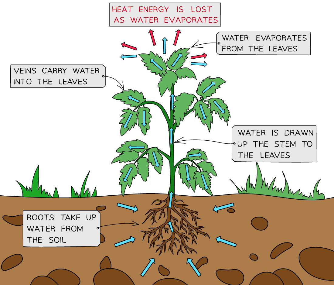 Homeostasis-in-plants