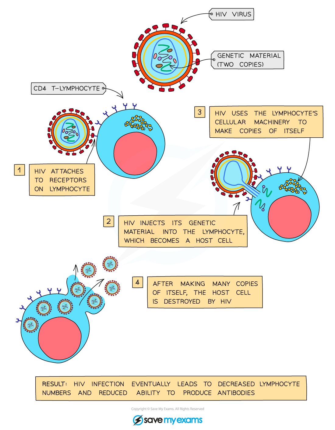 How-HIV-affects-lymphocytes