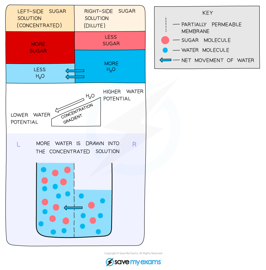 AQA A Level Biology 2 4 5 Osmosis 