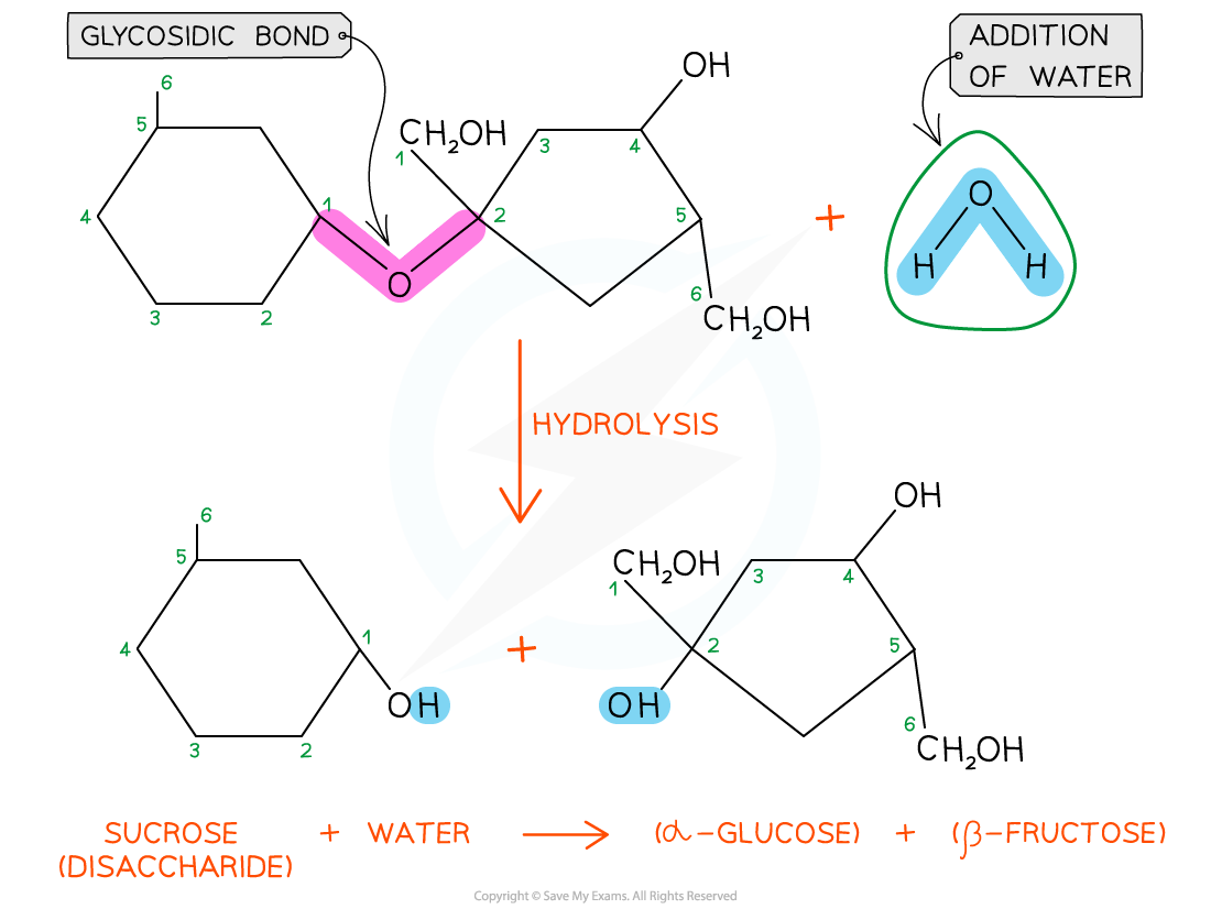 Hydrolysis-of-Sucrose