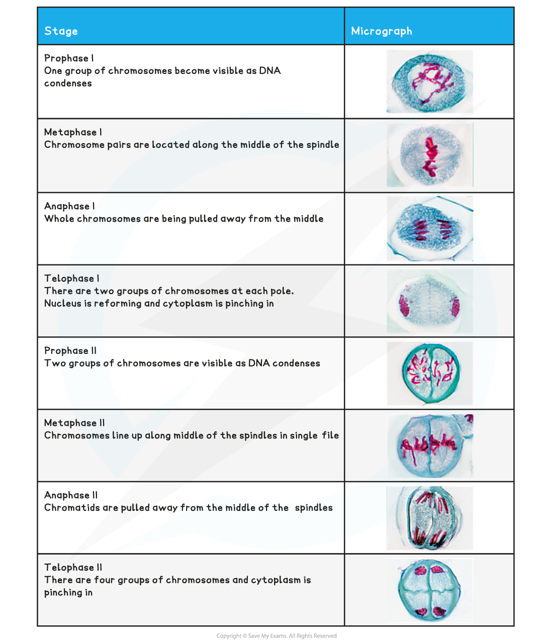 Identifying-the-Stages-of-Meiosis-Table
