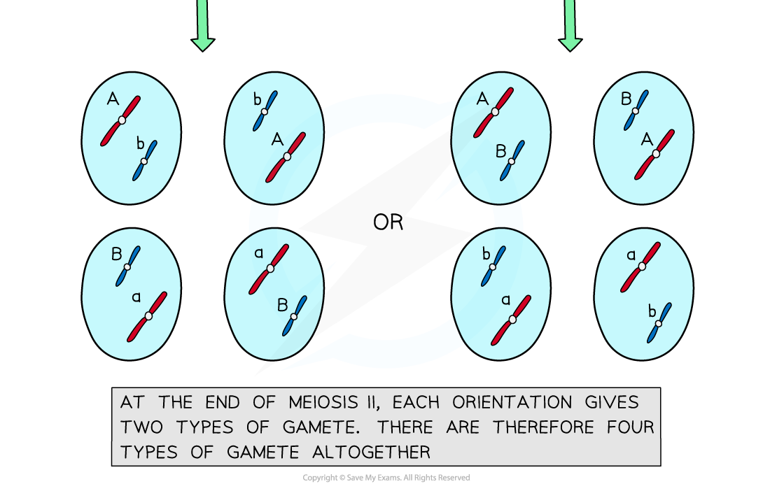 aqa-a-level-biology-7-3-1-genetic-variation