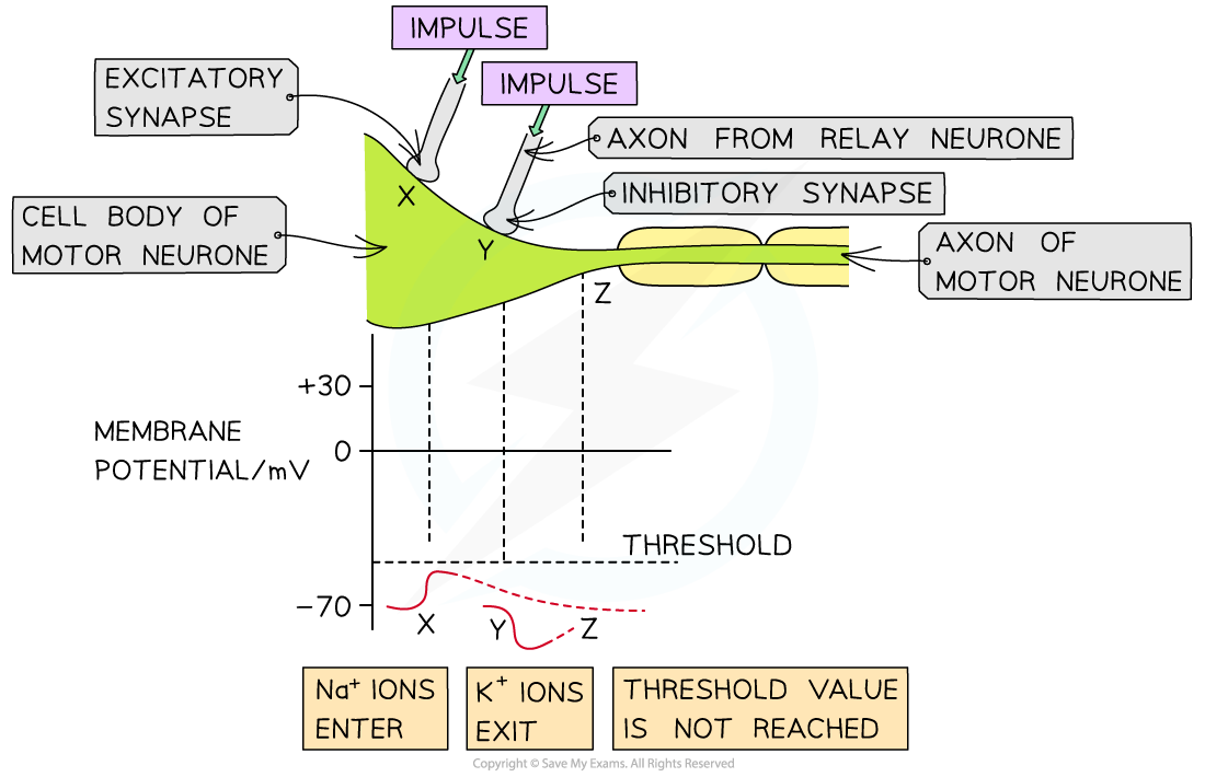Inhibitory-synapse