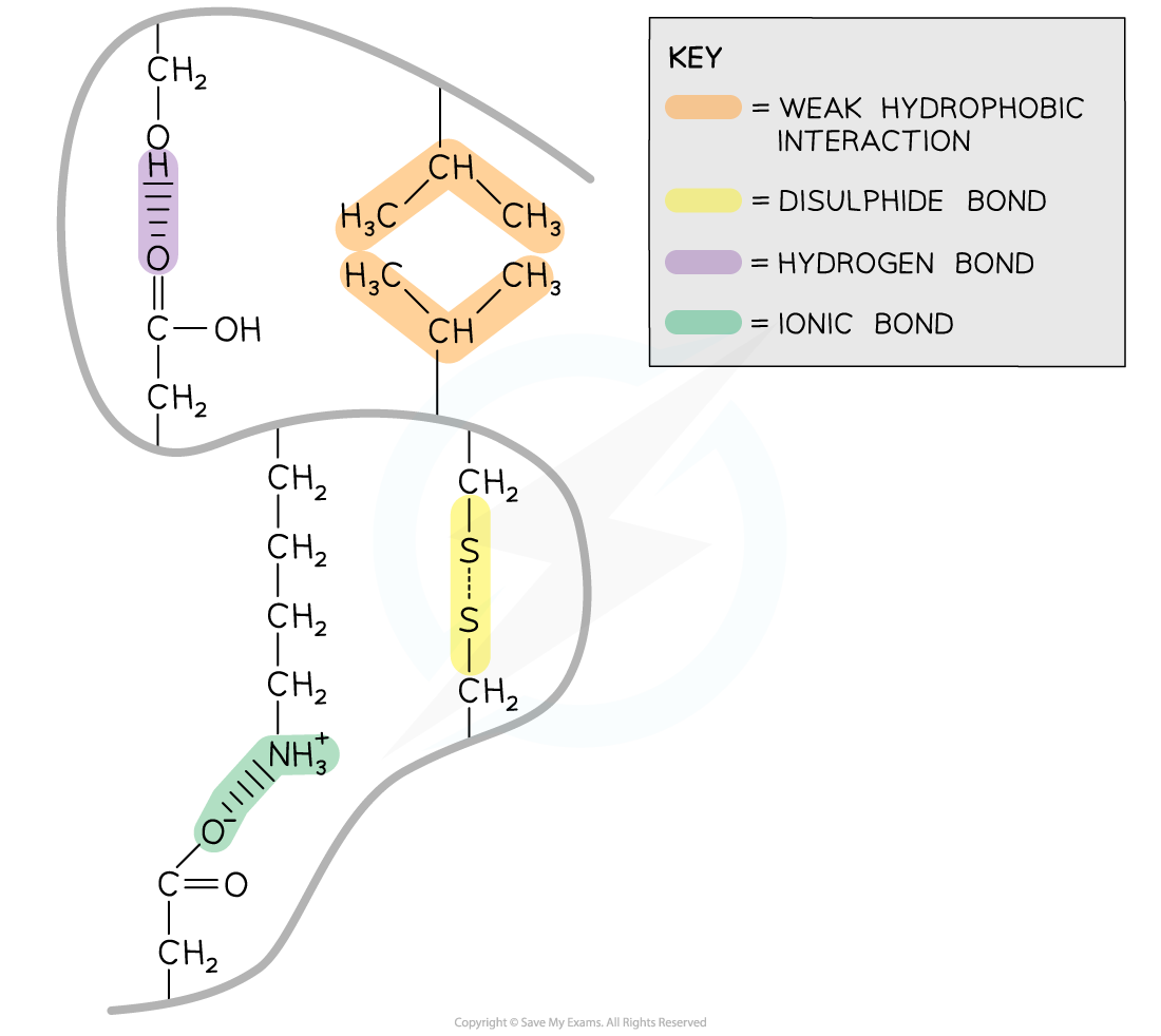 Interactions-within-a-protein