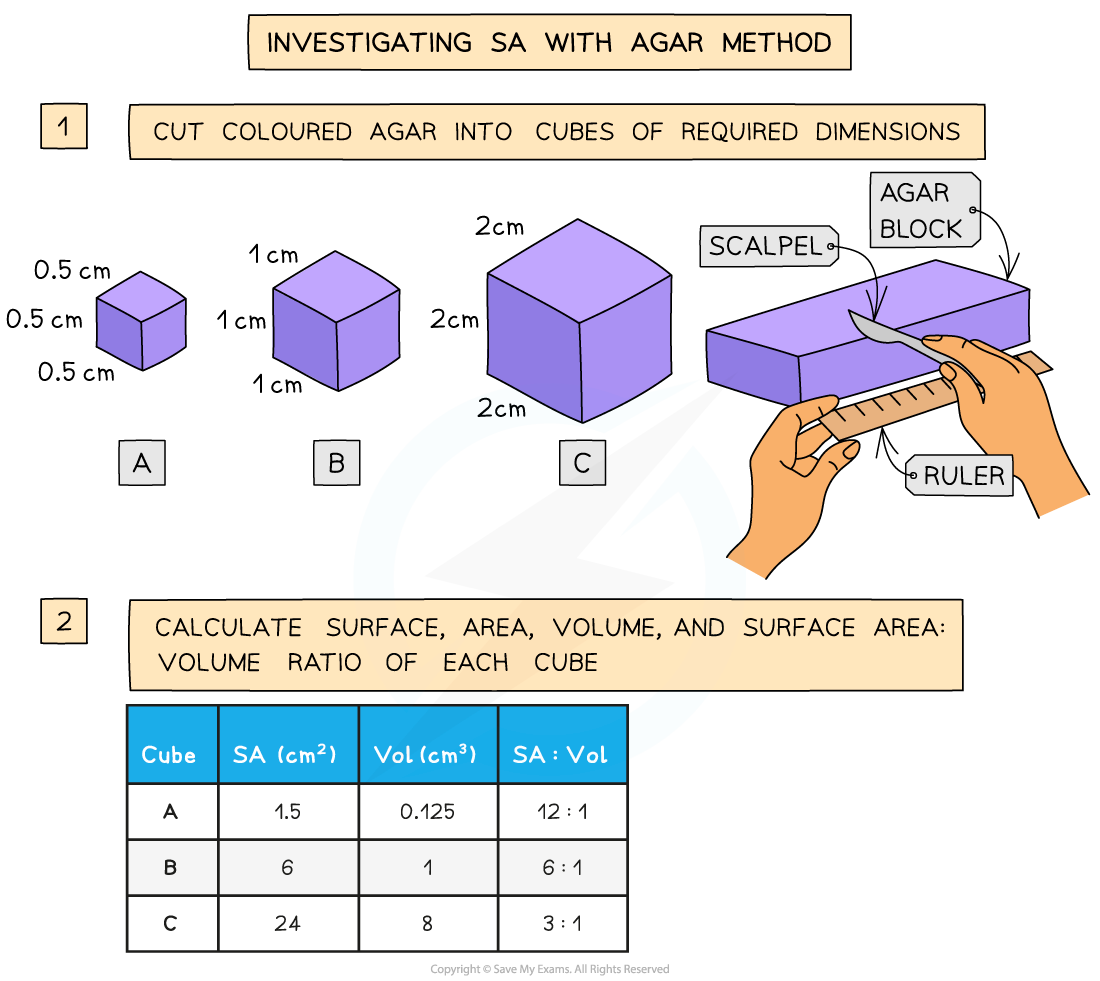 Investigating-SA-with-Agar-Method-1