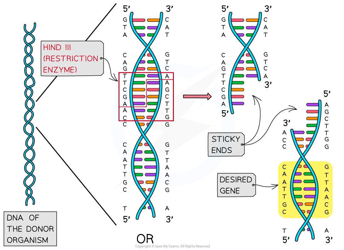 Isolating-the-gene-extraction-1