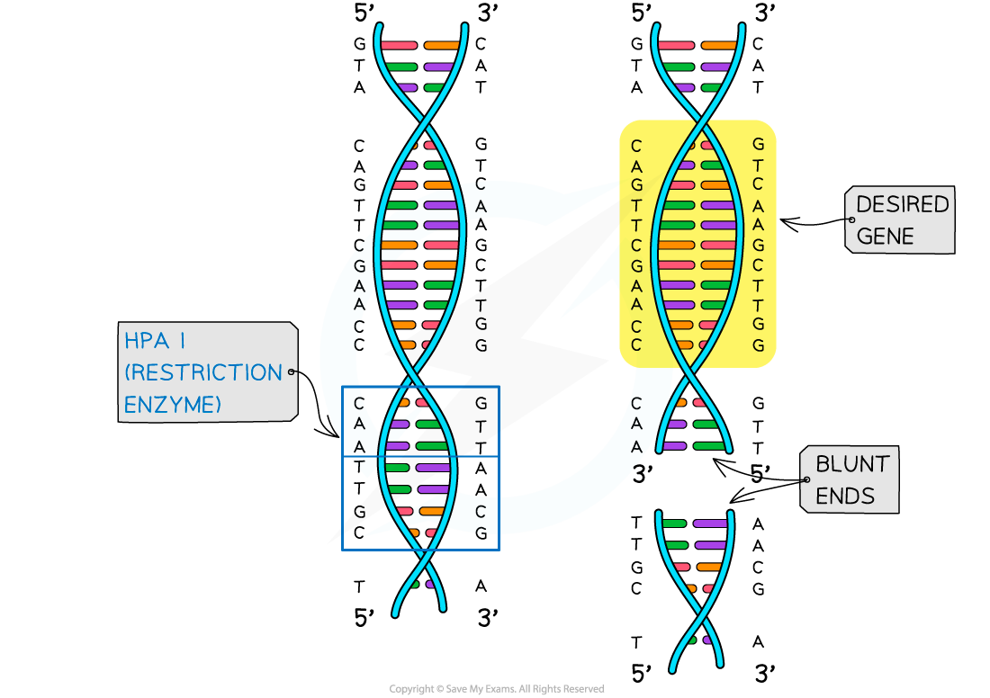Isolating-the-gene-extraction-2_1