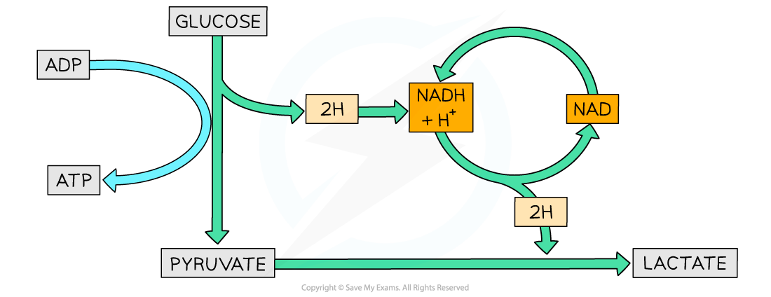 Lactate-Fermentation