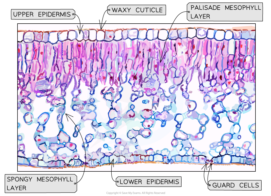 Leaf-Photomicrograph