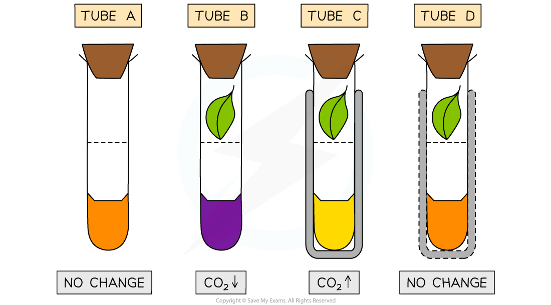 Light-and-gas-exchange-with-hydrogencarbonate-indicator-results
