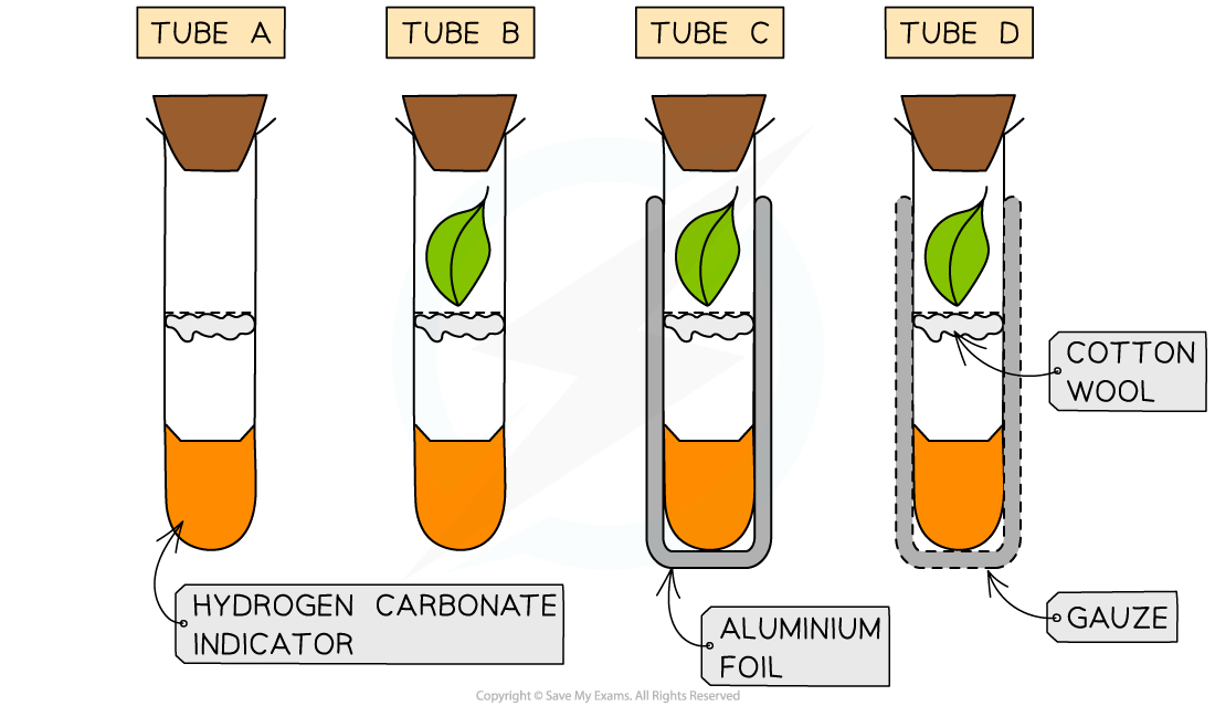 Light-and-gas-exchange-with-hydrogencarbonate-indicator-set-up