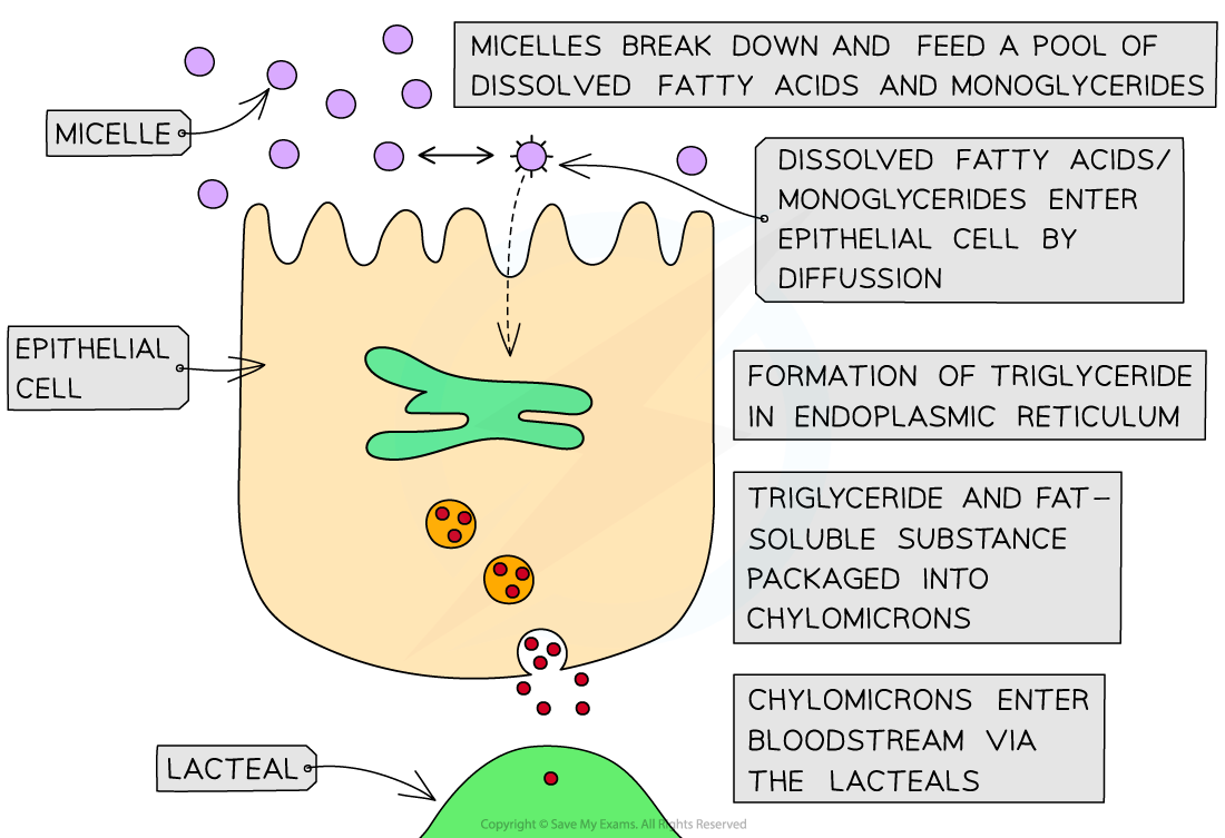 AQA A Level Biology复习笔记3.3.4 Mechanisms of Absorption翰林国际教育