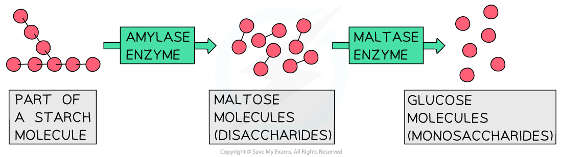 Maltase-and-amylase