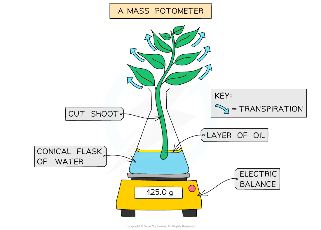 Mass-potometer-or-bubble-potometer-1