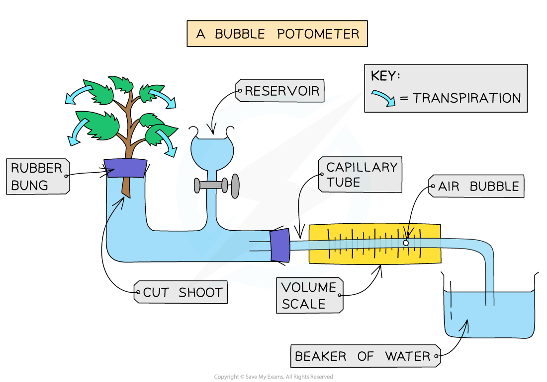 Mass-potometer-or-bubble-potometer-2_1