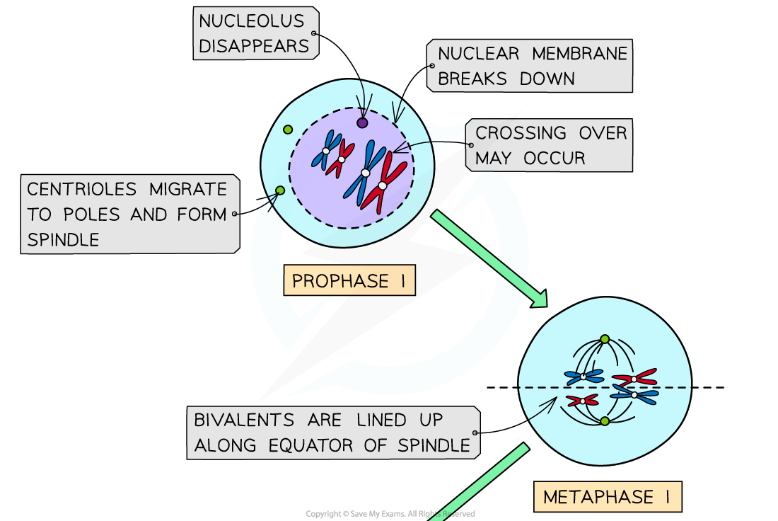 Meiosis-I-stages-1-2