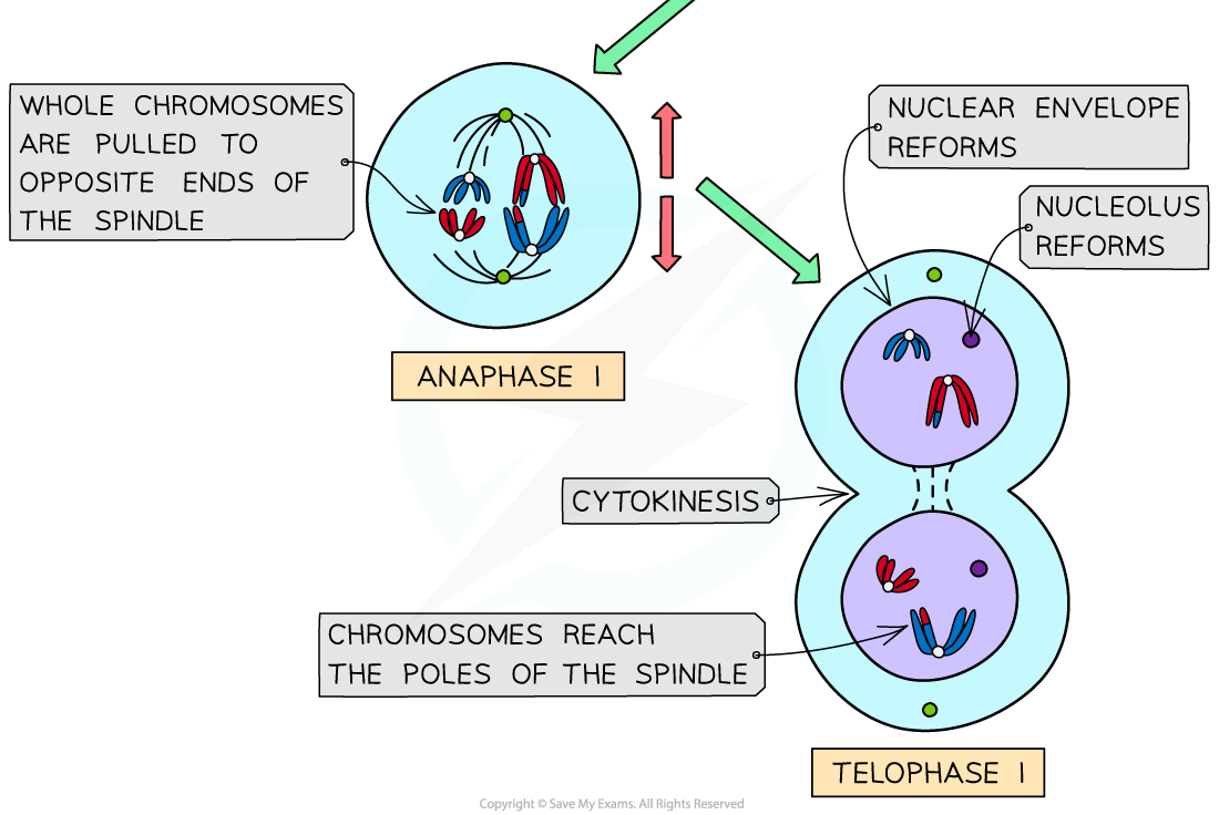 Meiosis-I-stages-2