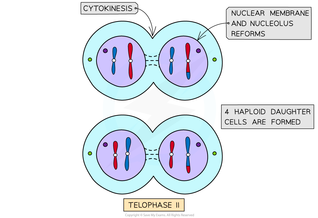 Meiosis-II-T