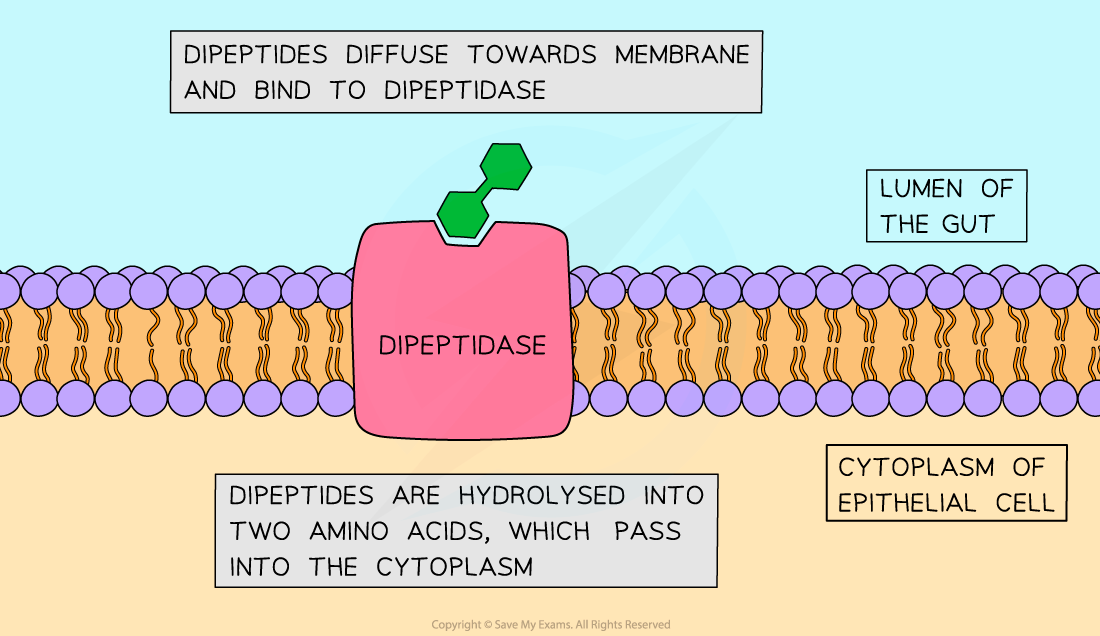 Membrane-bound-dipeptidase