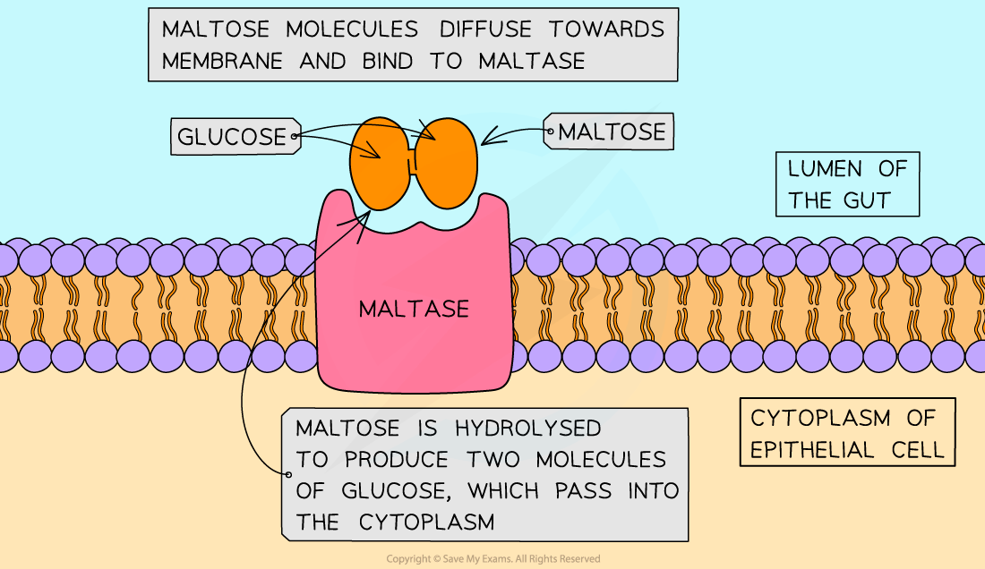 Membrane-bound-maltase