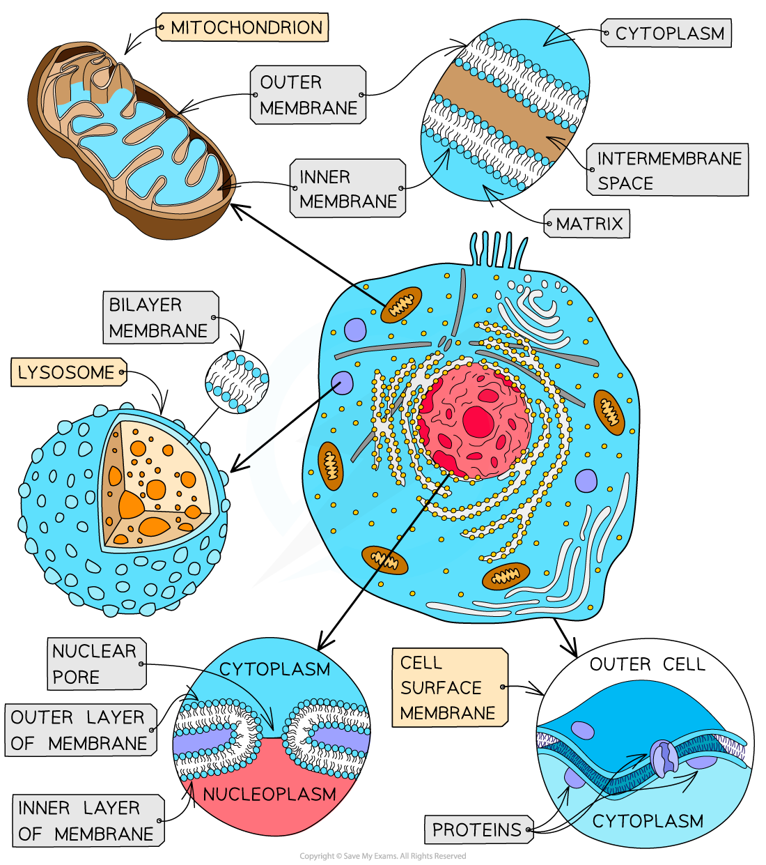 Membranes-in-the-cell