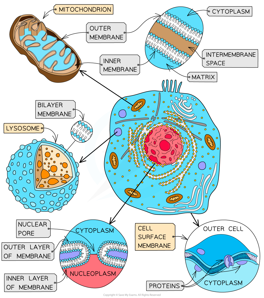 aqa-a-level-biology-2-4-1-the-structure-of-cell-membranes