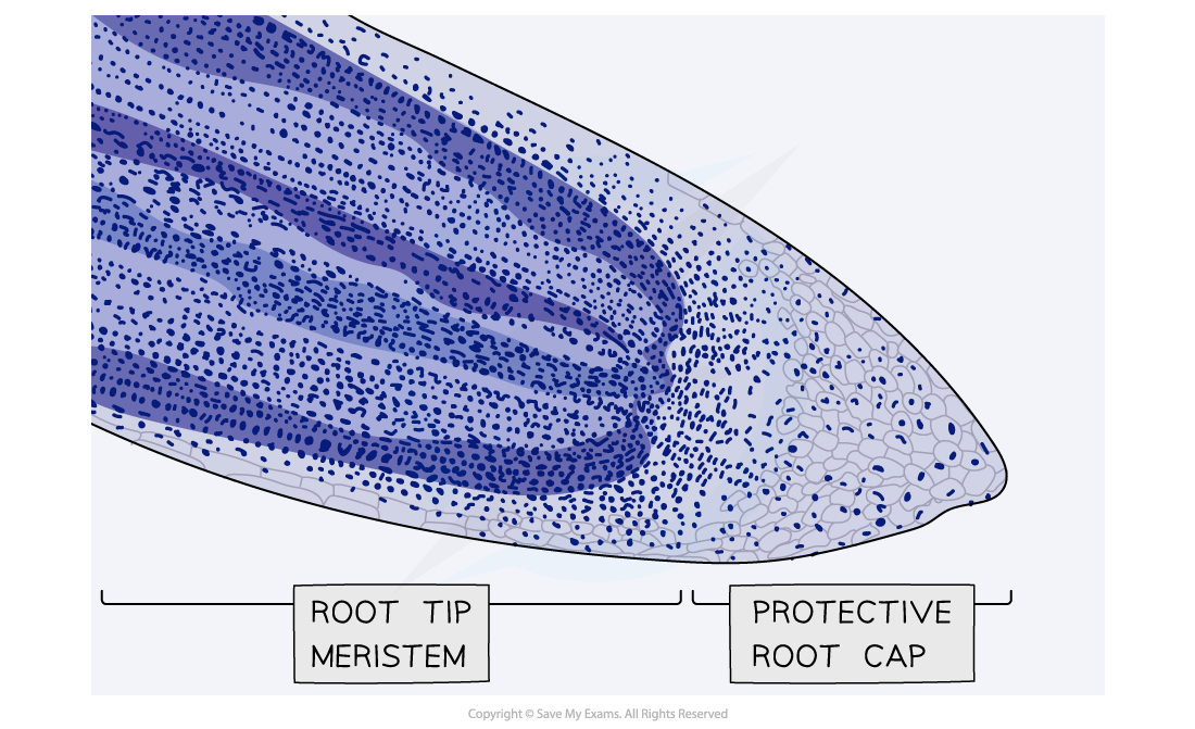Micrograph-showing-a-stained-root-tip