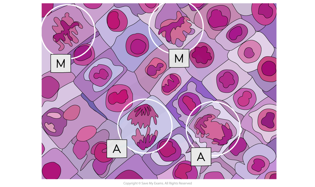 Micrograph-showing-cells-undergoing-metaphase-M-and-anaphase-A-1