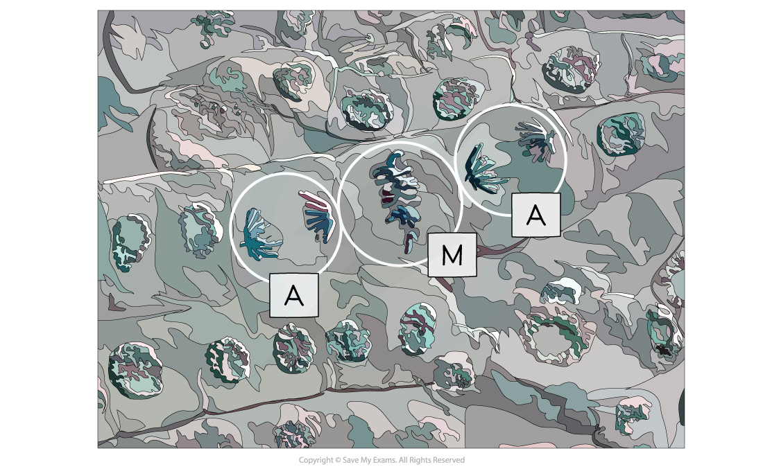 Micrograph-showing-cells-undergoing-metaphase-M-and-anaphase-A