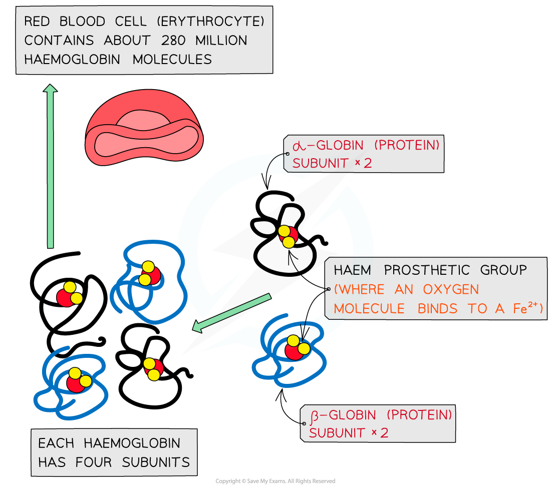 Molecular-structure-of-haemoglobin