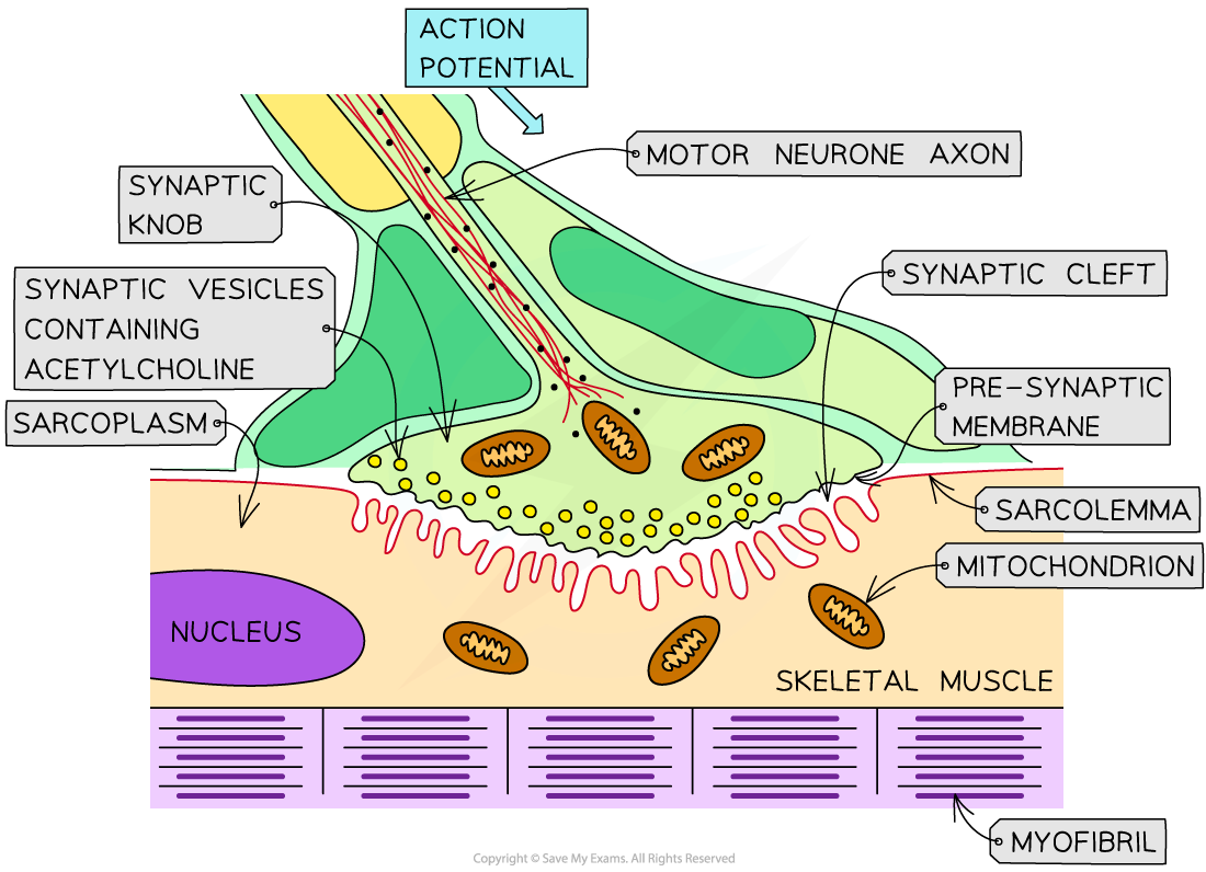 Neuromuscular-junction