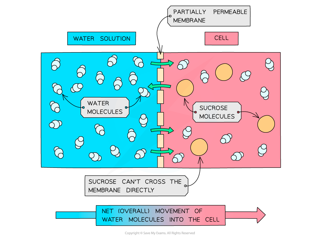 Osmosis-in-cells