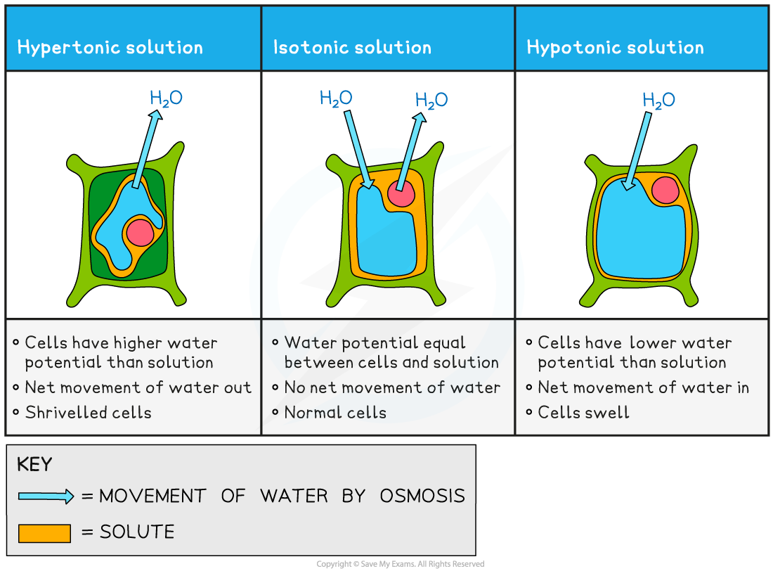 Osmosis-in-plant-cells