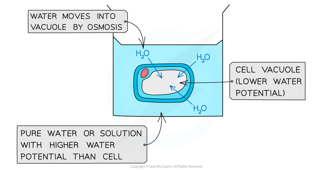 Osmosis-of-water-into-plant-cell