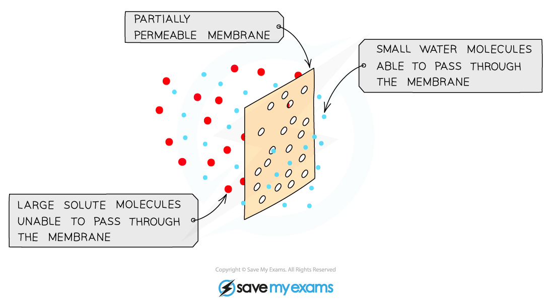 Osmosis-the-partially-permeable-membrane