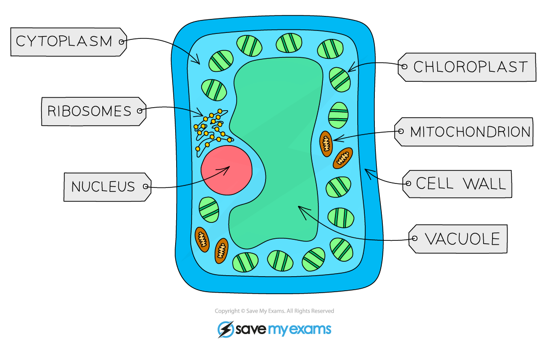 Palisade-Mesophyll-Cell