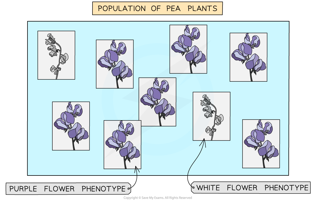 Pea-plants-phenotype-frequency