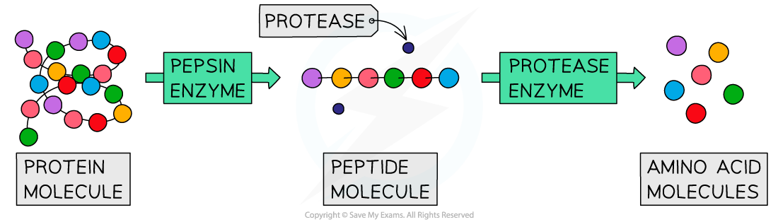 Pepsin-and-protease