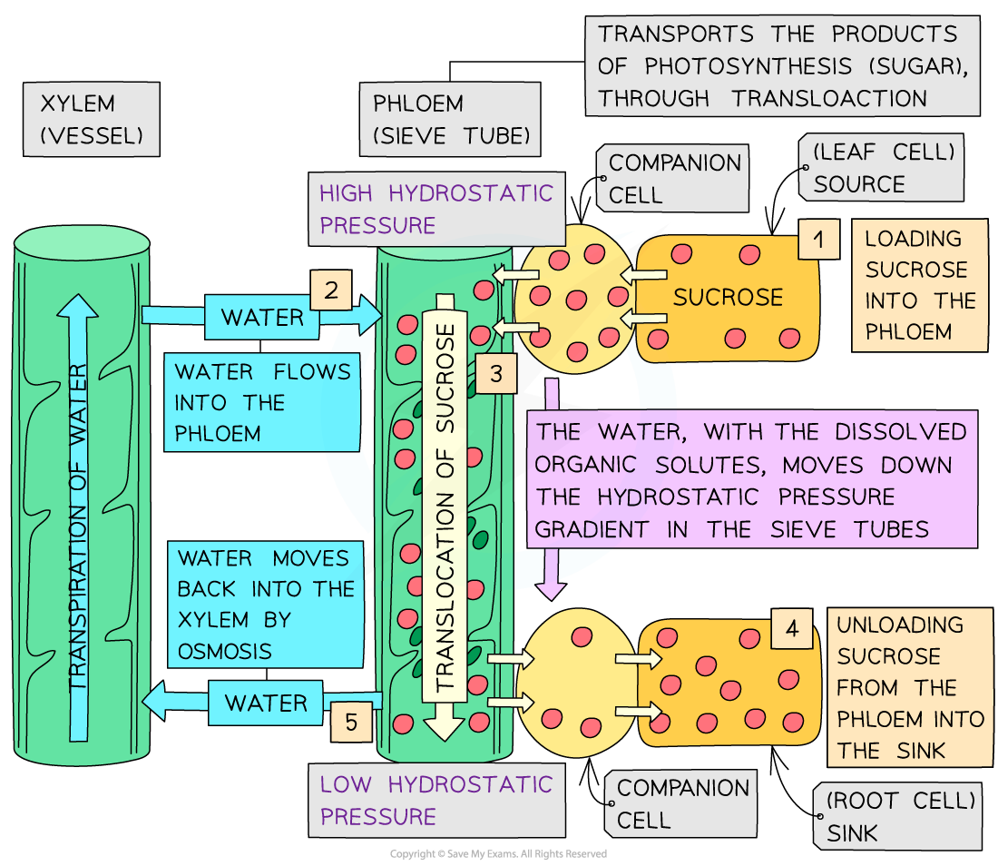 Phloem_-Mass-flow-from-source-to-sink