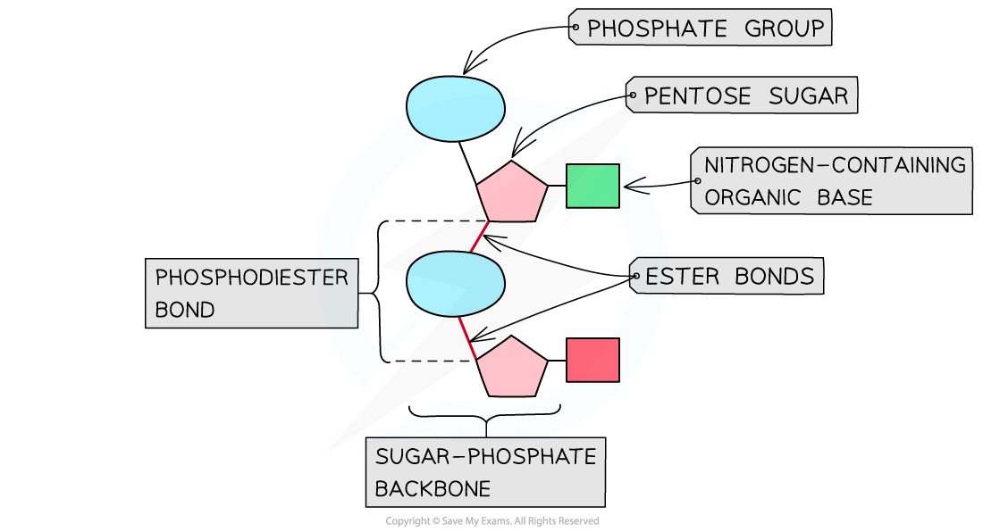 Phosphodiester-bond-in-a-polynucleotide-strand