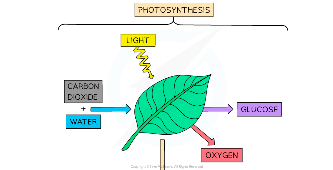 Photosynthetic-product-uses-1