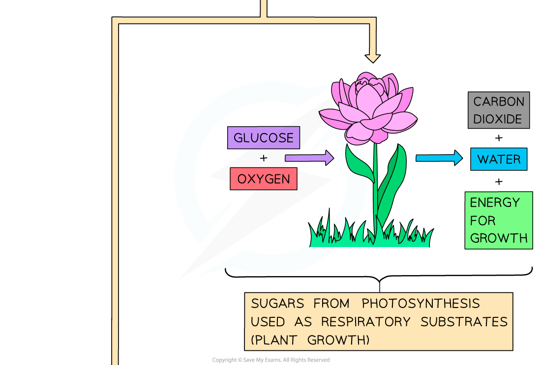 Photosynthetic-product-uses-2