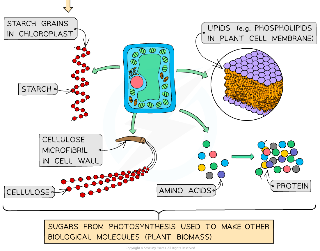 Photosynthetic-product-uses-3
