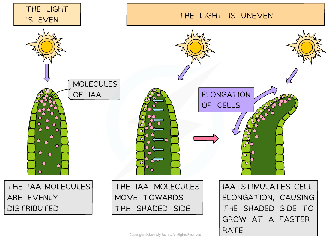 phototropism experiment a level biology