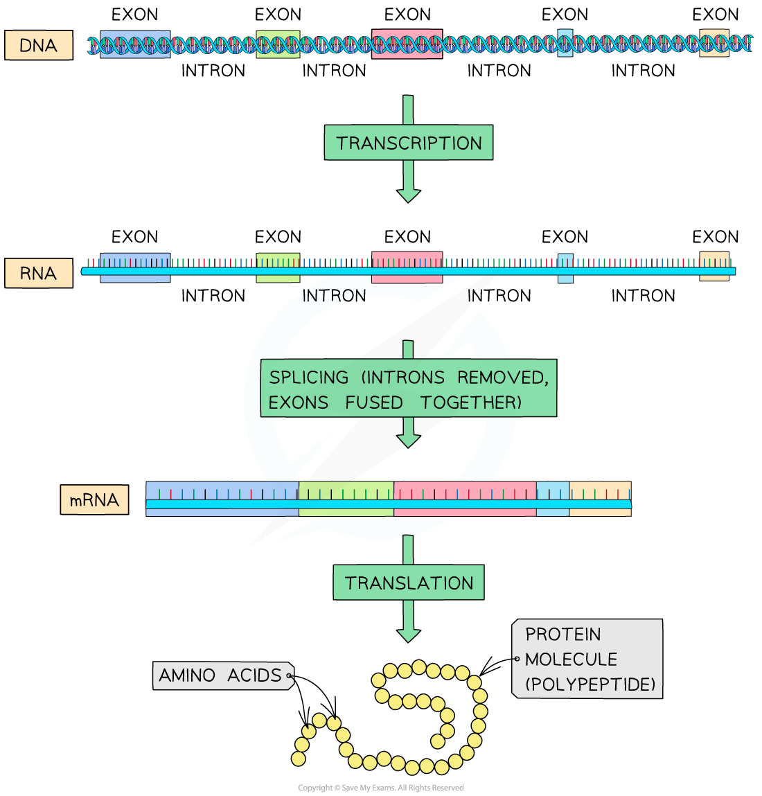 Post-transcriptional-modification-of-RNA