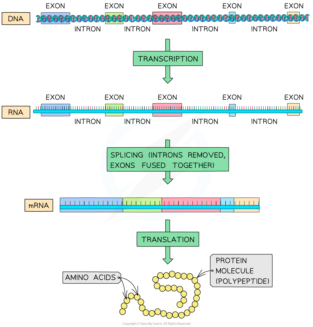 AQA A Level Biology 4 1 7 Non Coding DNA 