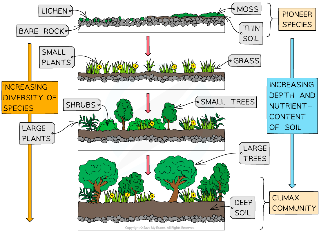 What Is Another Word For Primary Succession