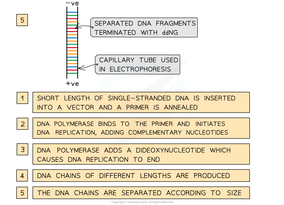 Process-of-automated-DNA-sequencing-2