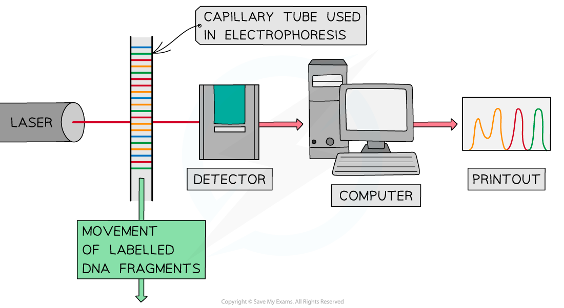 Process-of-automated-DNA-sequencing-3