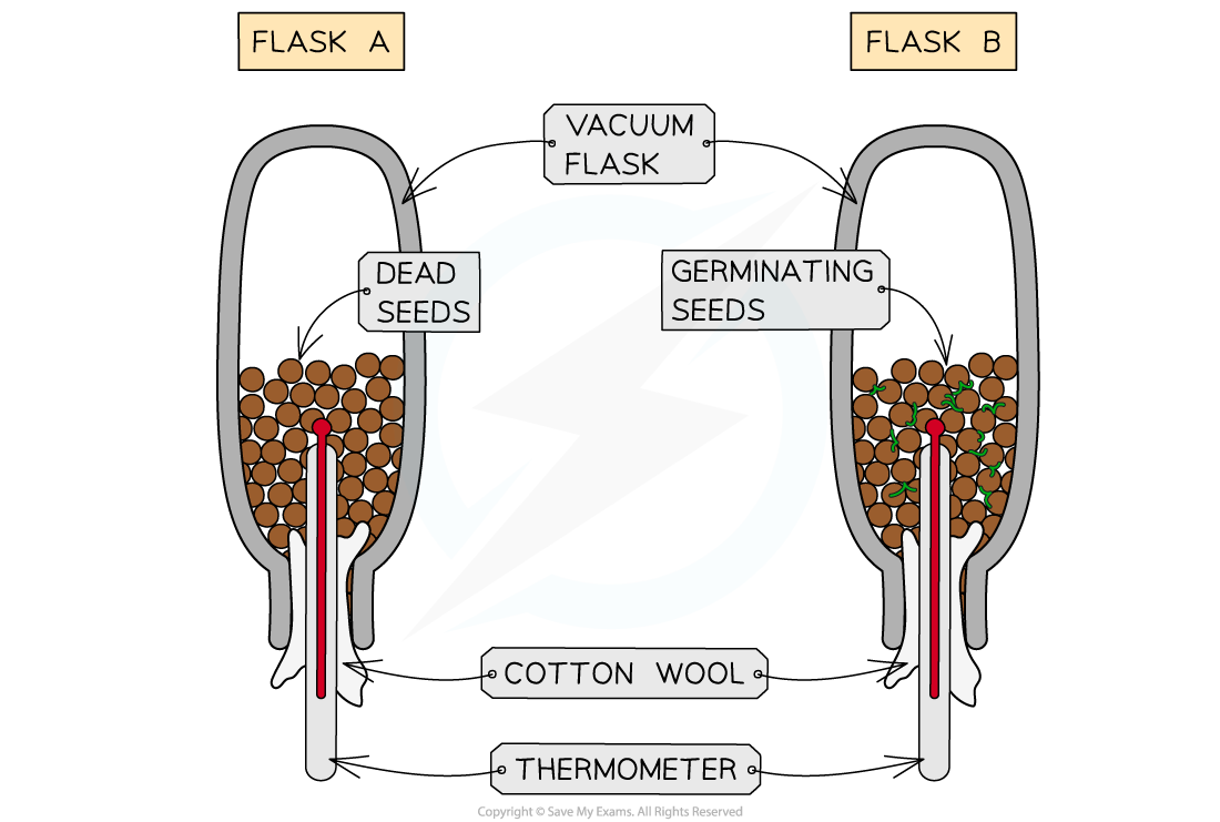 Production-of-heat-in-respiration